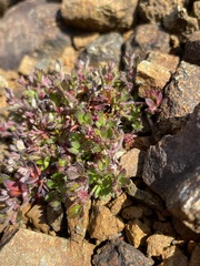 Xanthosia tasmanica