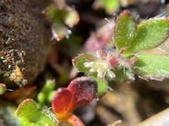 Xanthosia tasmanica