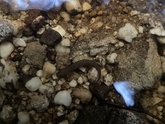 Pseudotriton ruber ruber