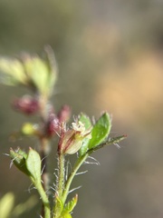 Xanthosia tasmanica