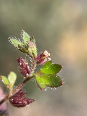 Xanthosia tasmanica