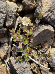 Xanthosia tasmanica
