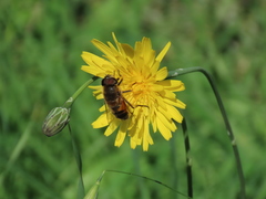 Eristalis similis