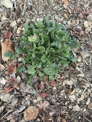 Urospermum picroides