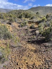 Xanthosia tasmanica