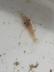 Palaemon serenus