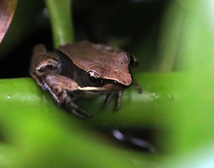 Lithobates warszewitschii