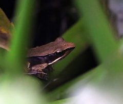 Lithobates warszewitschii