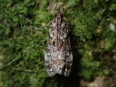 Eudonia minualis