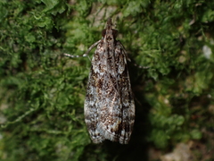 Eudonia minualis