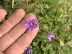 Campanula parryi