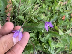 Campanula parryi