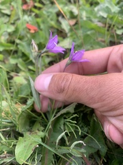 Campanula parryi