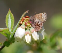 Callophrys lanoraieensis
