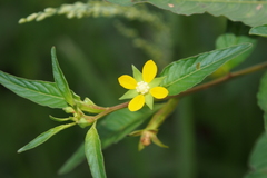 Ludwigia erecta