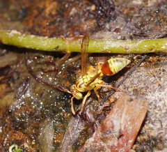 Ropalidia romandi