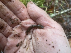 Gyrinophilus porphyriticus