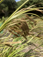 Carex fascicularis