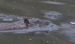 Hydromys chrysogaster