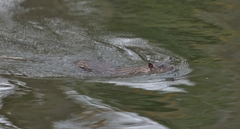 Hydromys chrysogaster