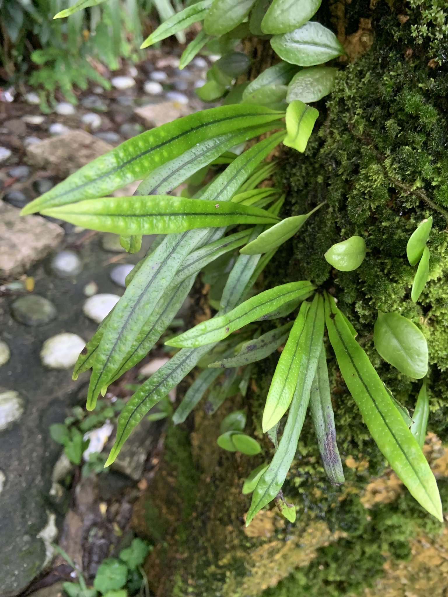 Lepisorus thunbergianus