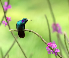 Colibri cyanotus