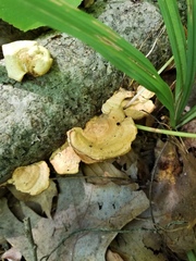 Metuloidea reniformis