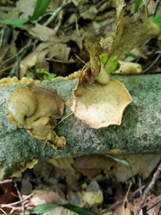 Metuloidea reniformis