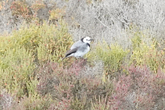 Epthianura albifrons