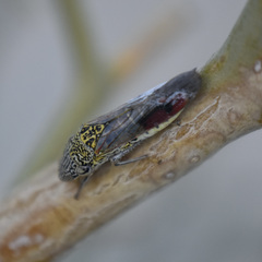 Homalodisca liturata