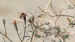 Palafoxia arida arida