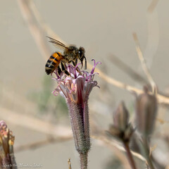 Palafoxia arida arida