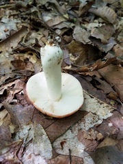 Russula pulchra