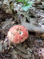 Russula pulchra