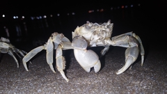 Cyrtograpsus angulatus