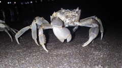 Cyrtograpsus angulatus