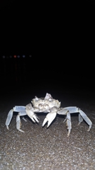 Cyrtograpsus angulatus