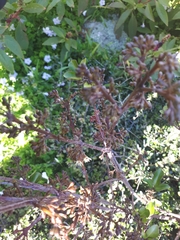 Melicope ×mantellii