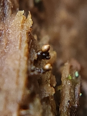 Hemitrichia