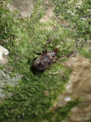 Psepholax