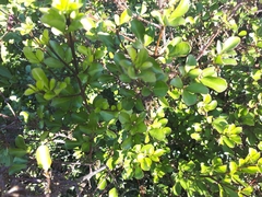 Melicope ×mantellii