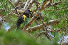Poicephalus meyeri