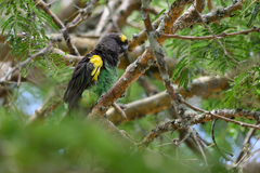 Poicephalus meyeri
