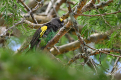 Poicephalus meyeri