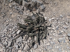 Loxanthocereus acanthurus