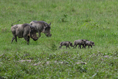 Phacochoerus africanus massaicus