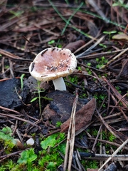 Russula odorata