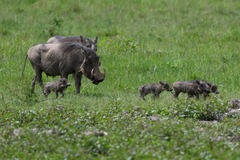Phacochoerus africanus massaicus