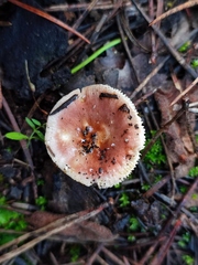 Russula odorata
