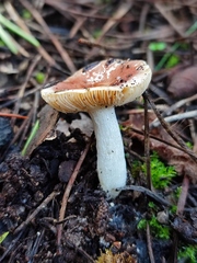 Russula odorata